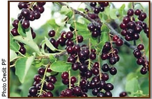 Chokecherry