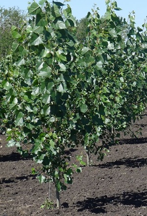 Hybrid Poplar