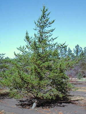 Jack Pine