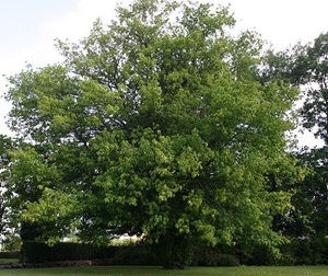 Manitoba Maple