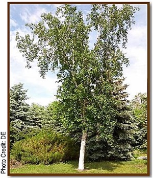 Paper Birch