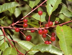 Pincherry