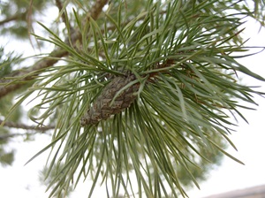 Scots Pine