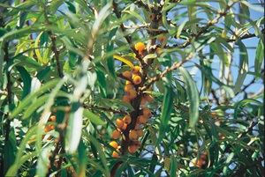 Sea Buckthorn