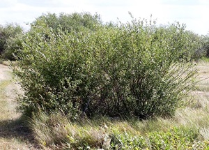 Shrub Willow