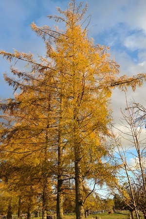 Siberian Larch