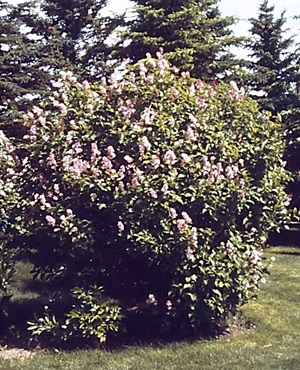 Villosa Lilac