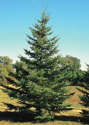 White Spruce